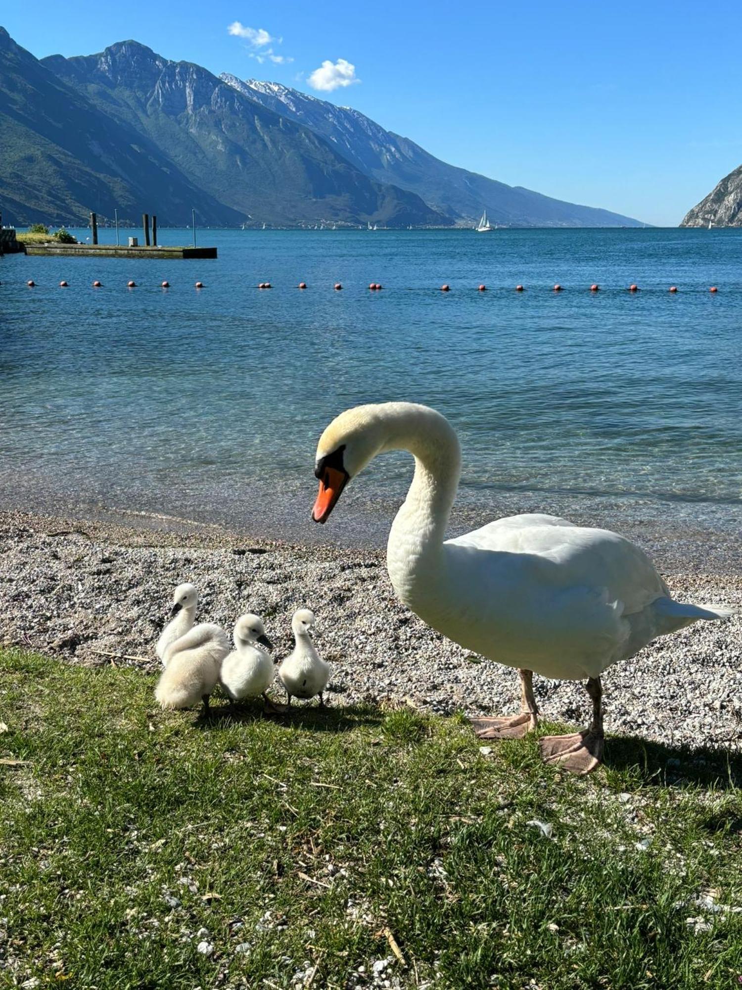 Garden & Pool Perugini Apartment Torbole Sul Garda Bagian luar foto